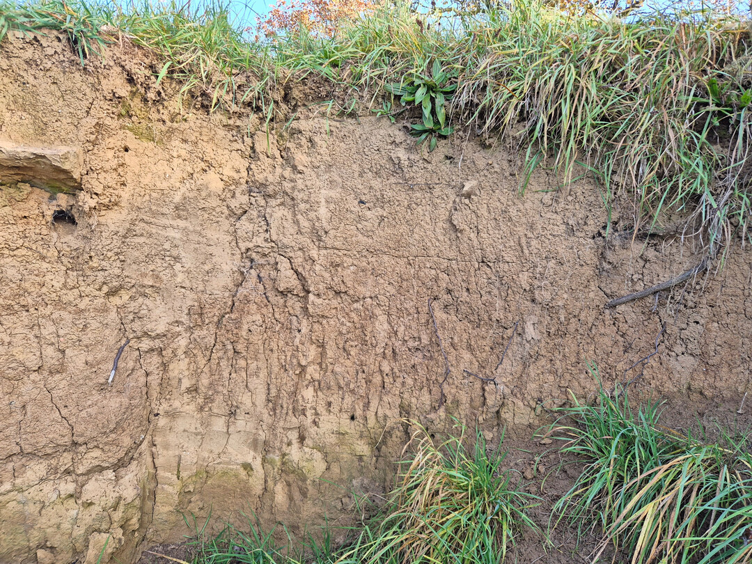Betrachtet man den Boden im Profil, lassen sich Schichten von unterschiedlicher Farbe und Struktur erkennen. Dieser Boden ist tiefgr�ndig und hat eine hohe Speicherf�higkeit f�r pflanzenverf�gbares Wasser