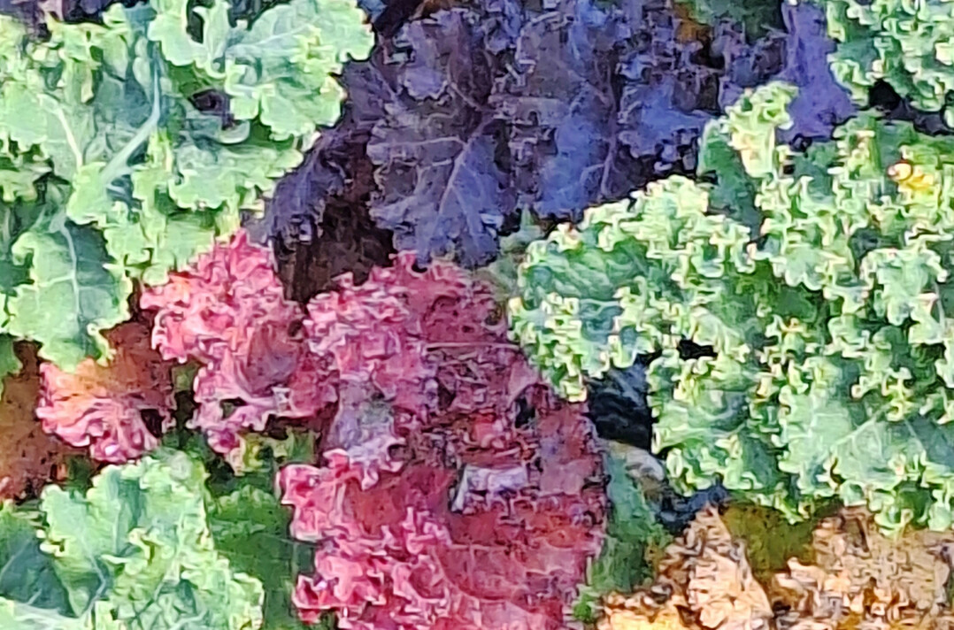 Auch die Gem�se-Vielfalt in den G�rten w�rde durch die neue Saatgutverordnung beeintr�chtigt.