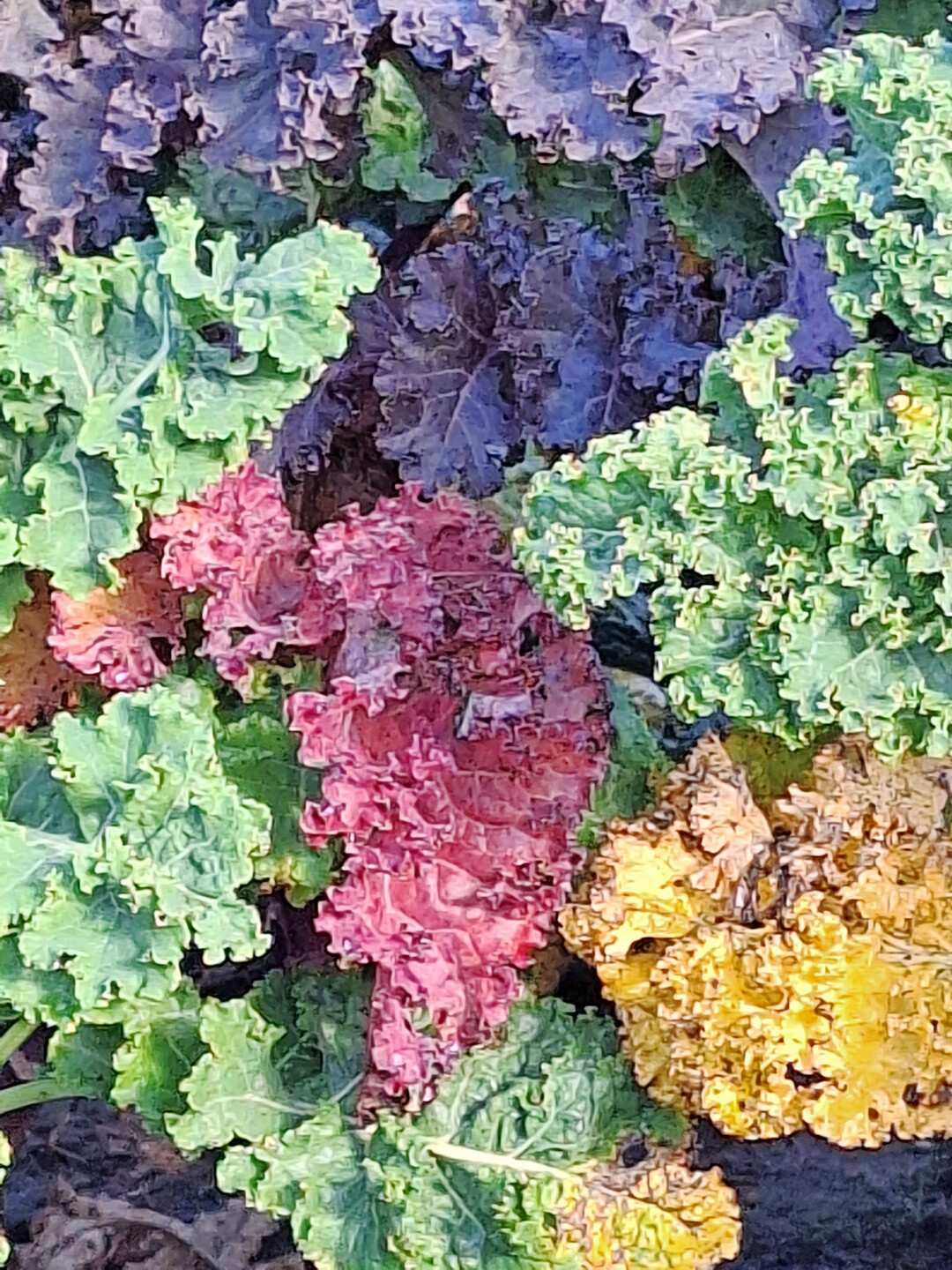 Auch die Gemüse-Vielfalt in den Gärten würde durch die neue Saatgutverordnung beeinträchtigt.