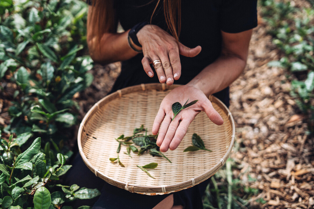 Geerntet werden nur die oberen Blattpaare mit einer frischen Blattknospe