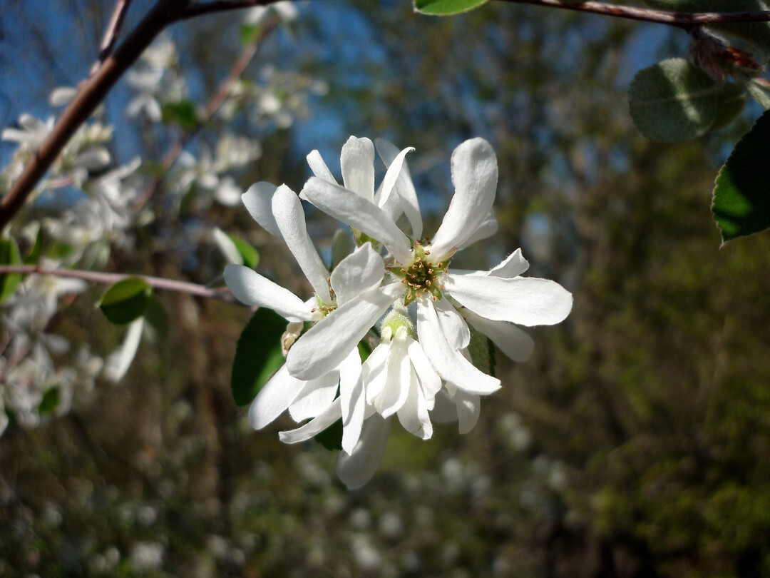 Blten der Felsenbirne 