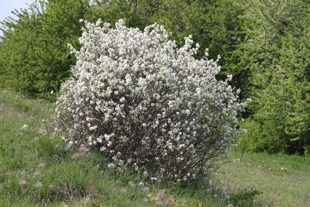 Felsenbirne im freien Gelnde
