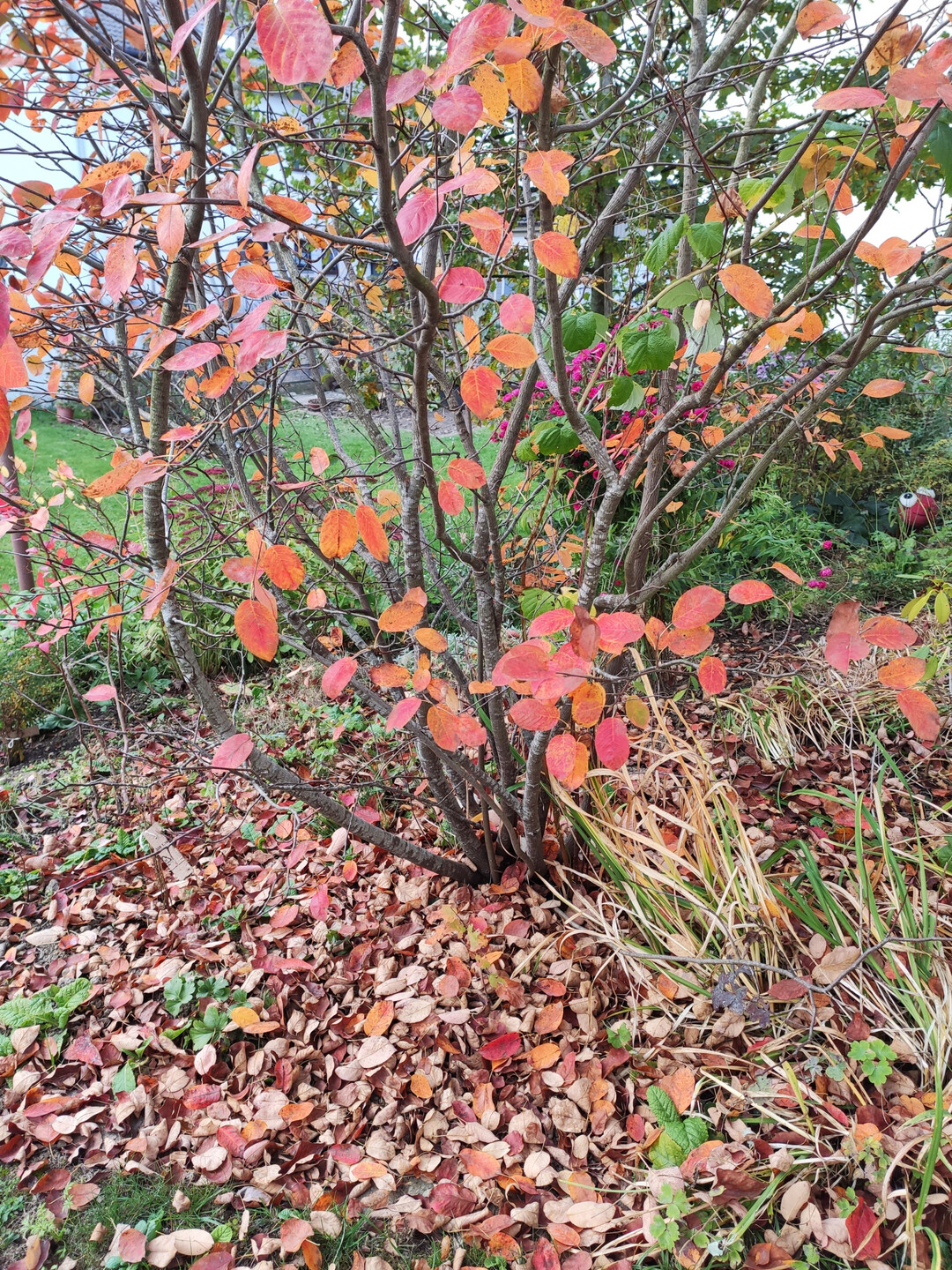 Die Felsenbirne trgt schnes Herbstlaub