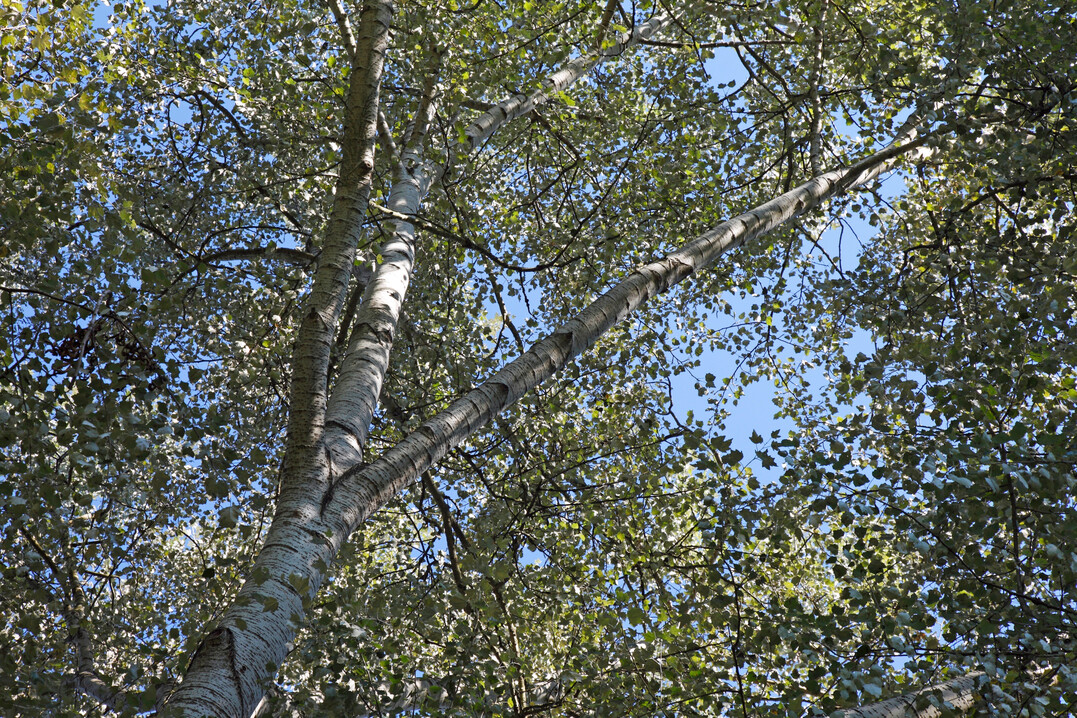 Baumkrone der Silber-Pappel: Bei Wind ergibt sich ein Klang wie ein Tremolo