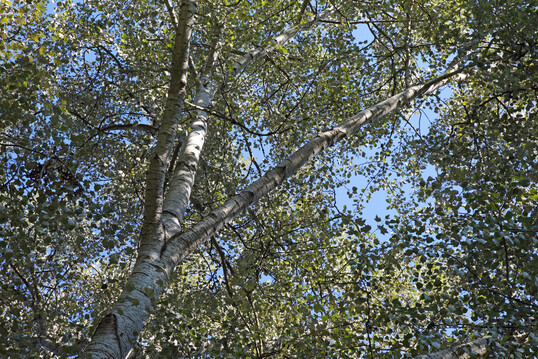 Baumkrone der Silber-Pappel: Bei Wind ergibt sich ein Klang wie ein Tremolo