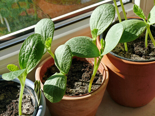 Im Februar beginnen bereits die ersten Aussaaten.