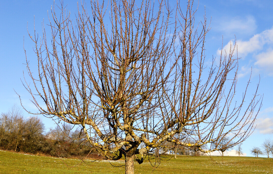 Obstbaumschnitt bei stark wachsenden Bäumen: Der späte Winterschnitt zur Zeit des Knospenschwellens im Februar bis Anfang April schwächt das Wachstum.
