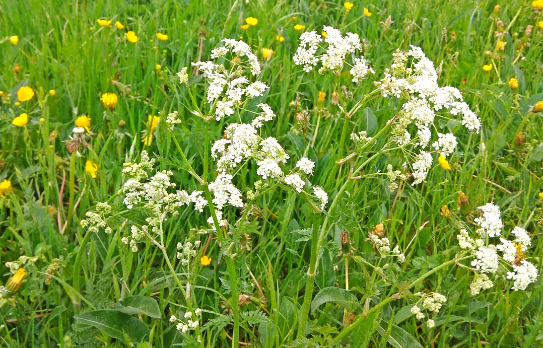 Die Forschenden untersuchten die Artenvielfalt auf Wiesen, um herauszufinden, welche Hinweise diese f�r die Zukunft geben kann.