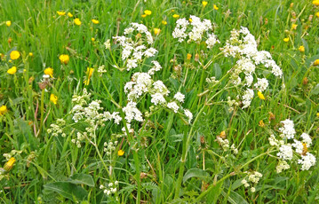 Die Forschenden untersuchten die Artenvielfalt auf Wiesen, um herauszufinden, welche Hinweise diese f�r die Zukunft geben kann.