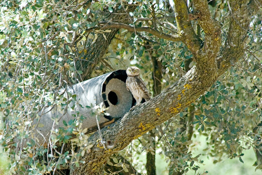F�r den Steinkauz gibt es spezielle Steinkauzr�hren