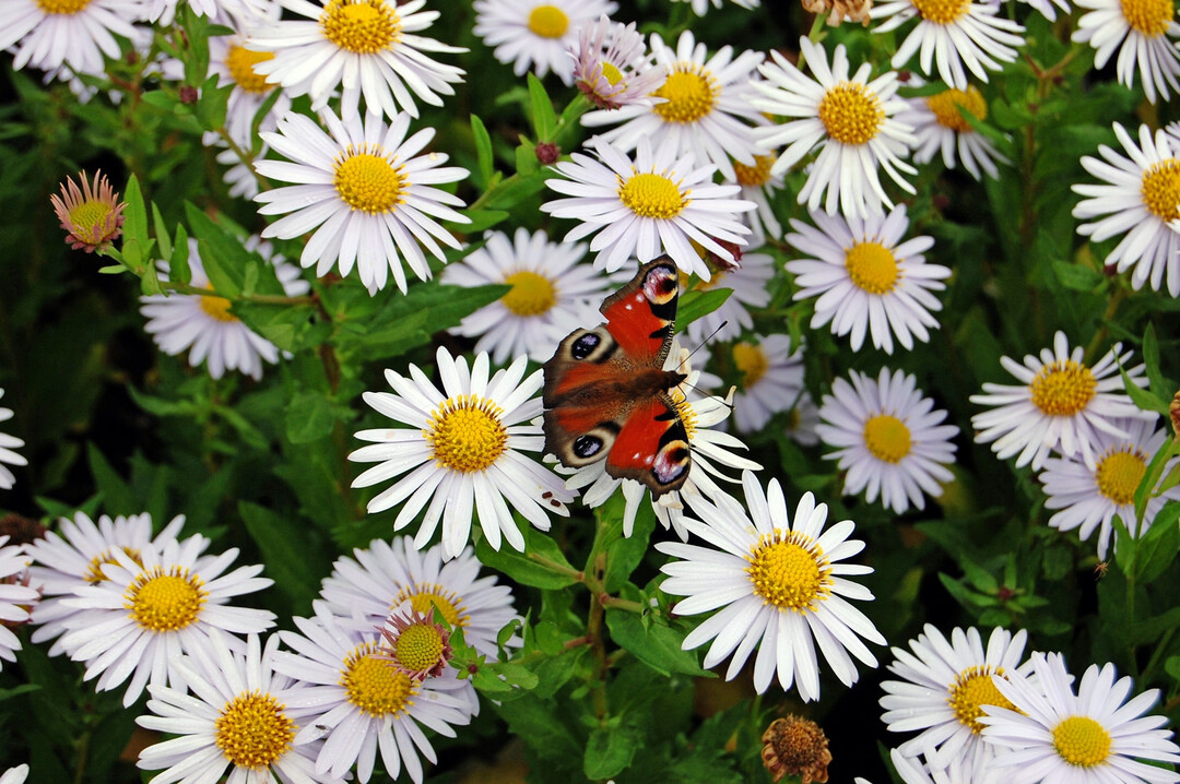 Landeplatz f�r Insekten: Nicht nur das Tagpfauenauge fliegt f�rmlich auf die Bl�ten der Sch�naster (Kalimeris incisa). Die Arten und Sorten der Staude des Jahres bieten Hummeln, Bienen und anderen Insekten Pollen und Nektar. Durch ihre lange Bl�hdauer, die je nach Sommer und Region schon ab Ende Juni beginnt und bis September andauern kann, ist der Tisch f�r diese Lebewesen besonders lange gedeckt. 