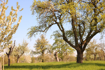 Beim Streuobst bietet sich die Gruppenzertifizierung als neue Zertifizierungsform an, die Vereine und Verb�nde b�ndeln kann.