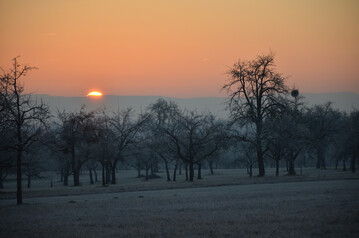 Streuobstwiese im Winter