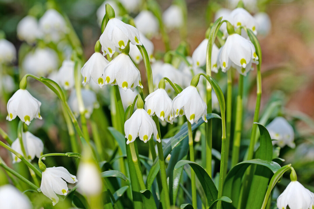 Die Blüte der Märzenbecher markiert den Beginn des Vorfrühlings
