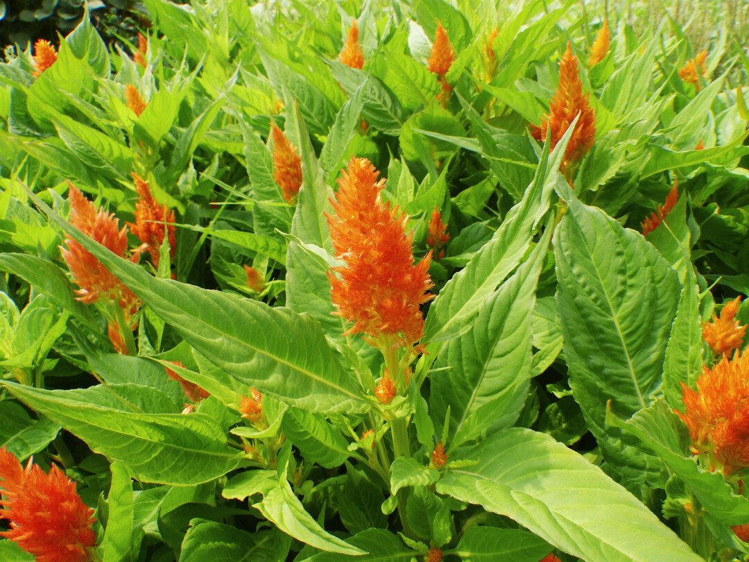 Die Bl�tter der Federbusch-Celosie liefern spinatartiges Gem�se und wirken dekorativ. 