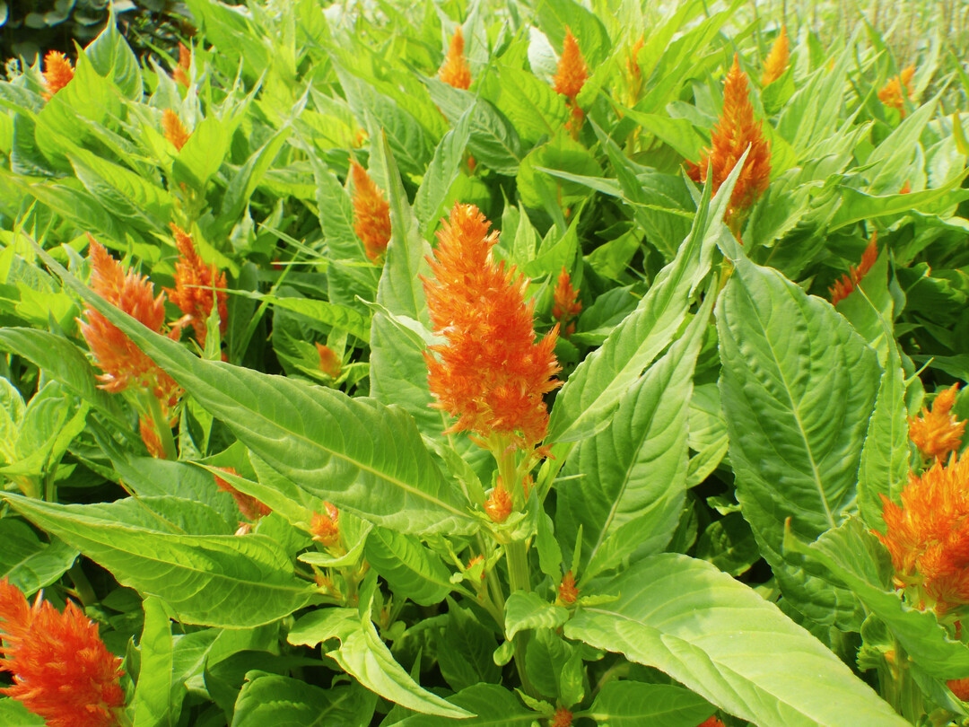 Die Bl�tter der Federbusch-Celosie liefern spinatartiges Gem�se und wirken dekorativ. 