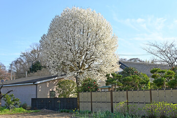 In den wenigsten Hausgärten ist Platz für Baumriesen. Bäume mit kompakteren Kronen, wie die Kobushi-Magnolie, werten jedoch auch kleine Gärten auf.