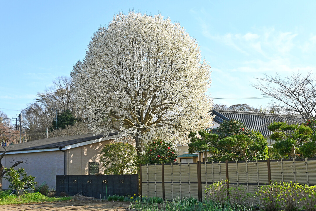 In den wenigsten Hausgärten ist Platz für Baumriesen. Bäume mit kompakteren Kronen, wie die Kobushi-Magnolie, werten jedoch auch kleine Gärten auf.