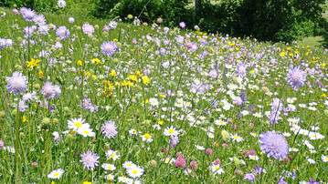 Diese artenreiche Blumenwiese auf der Schw�bischen Alb mit Margerite, Wiesen-Knautie, Wiesen-Pippau und Rotklee dient als Spenderfl�che f�r Wiesendruschsaat.