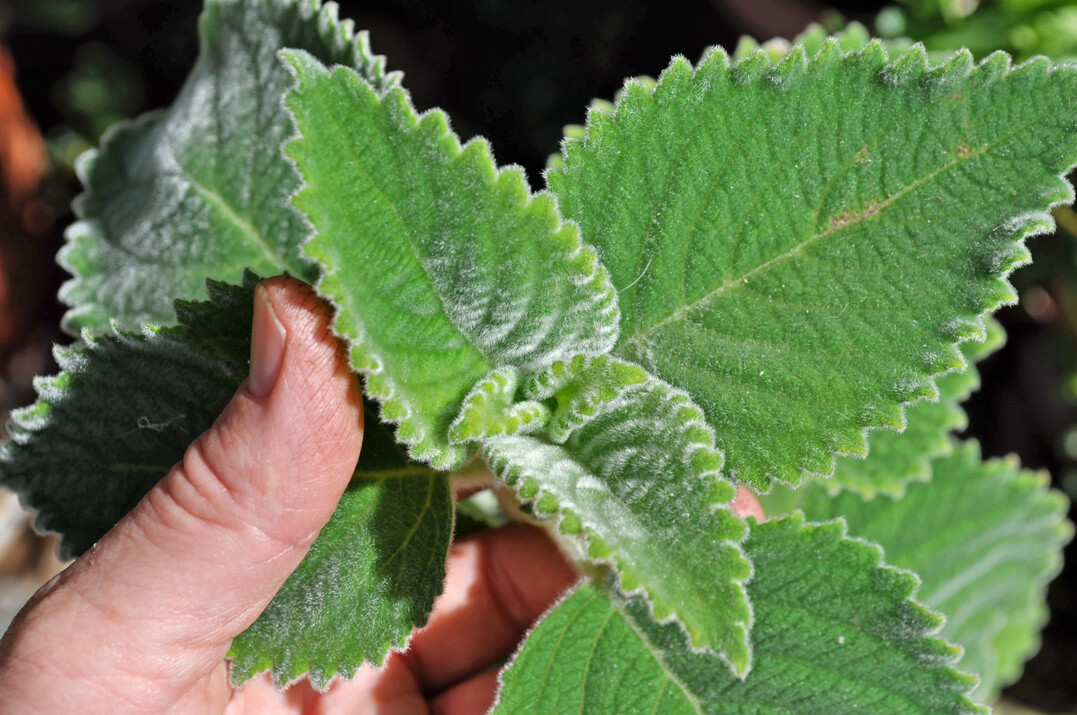 Die pl�schig-weichen Bl�tter verleiten zum Streicheln, dabei entstr�mt ein angenehmer Zitrusduft