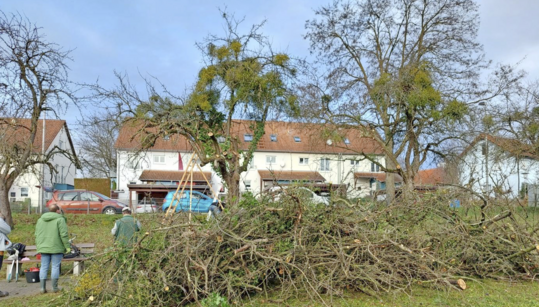 Die Misteln werden entfernt