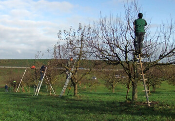 Der Fachverband Obstgeh�lzpflege e.V. bietet ab 2026 eine Zertifizierung f�r Bildungseinrichtungen an, die den �berblick f�r ausschreibende Stellen und Menschen, die privat einen guten Obstbaumpfleger suchen, vereinfachen wird. Eine eigene Suchseite f�r Baumpflegerinnen und -pfleger befindet sich noch im Aufbau.