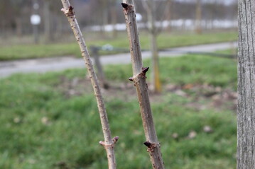 typisch Holunder: die gegenstndigen Knospen
