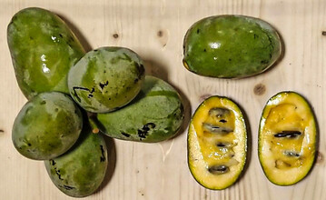 Die �Indianerbanane� ist auch als Papau-Frucht oder 
<i>Asimina triloba</i>
 bekannt