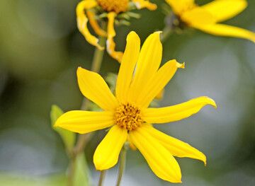 Topinambur blüht fast wie eine Sonnenblume – und ist auch eine!