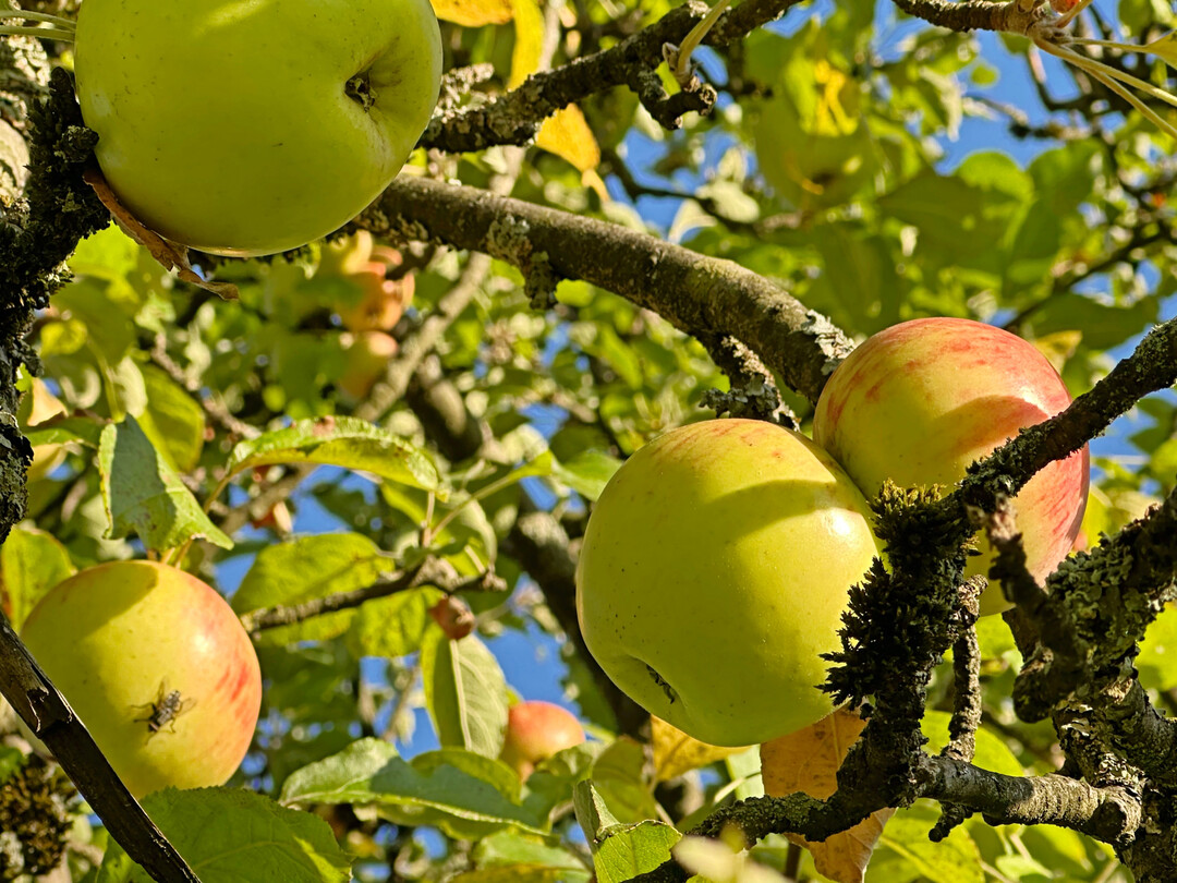 Aufgrund der streuobsttypischen Alternanz ist es sinnvoll, die beschriebenen Schritte im zweiten Jahr zu wiederholen!