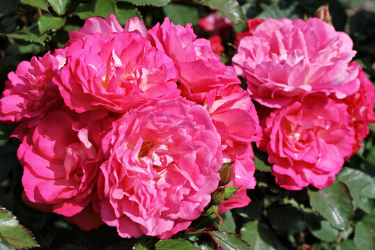 Rosa �Brinessa�, eine leicht duftende Beetrose von Kordes Rosen