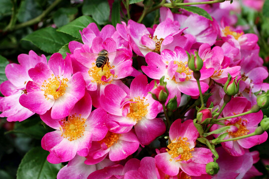 Rosa �Little Susie�, eine Zwergrose von Noack