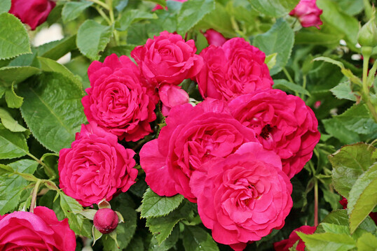Rosa �Lucky Red�, eine Strauchrose von Kordes Rosen