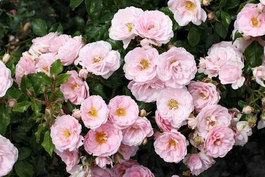 Rosa ‘Medley Pastel’, eine Beetrose von Noack