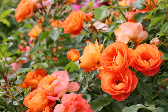 Rosa �Orange Juwel�, eine Strauchrose von Kordes Rosen