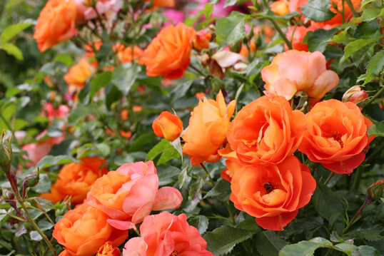 Rosa ‘Orange Juwel’, eine Strauchrose von Kordes Rosen