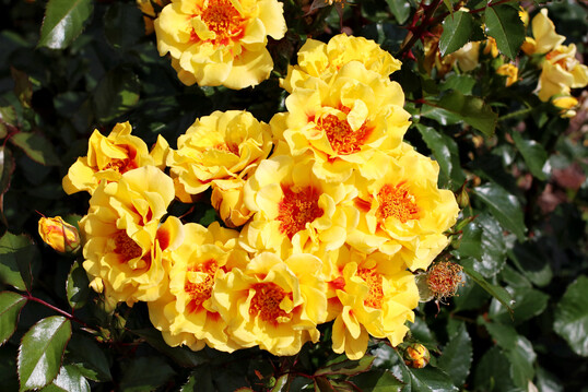 Rosa ‘Orienta Samira’, eine Persica-Rose von Tantau