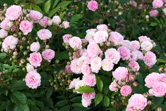 Rosa ‘Pashmina’, eine Kleinstrauchrose von Kordes