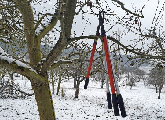 Obstbaumschnitt