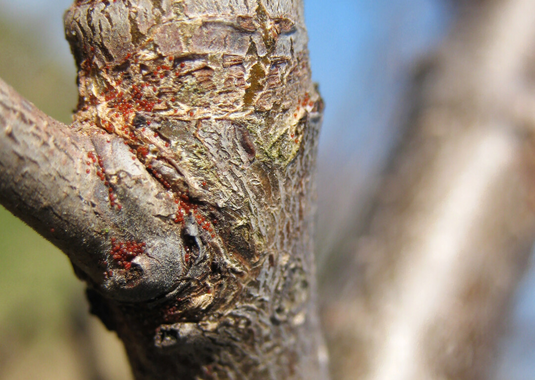 Wintereier der Obstbaumspinnmilbe an einer Mirabelle