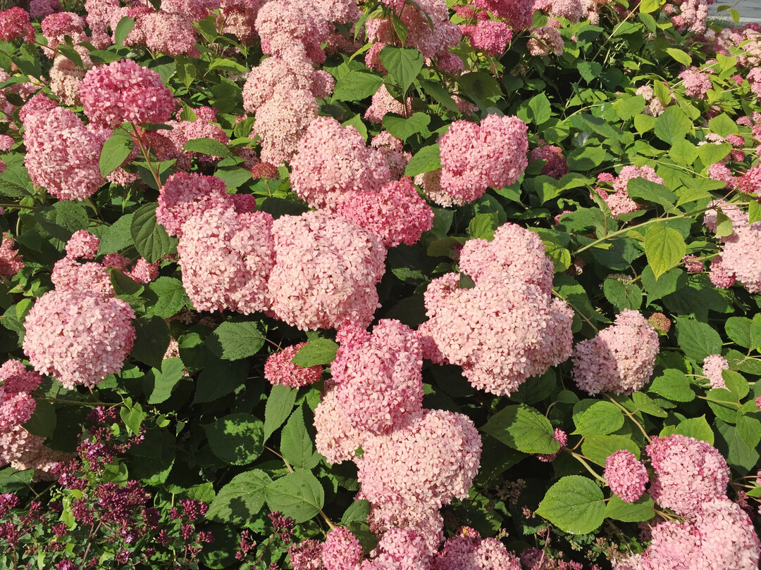 Ballhortensien werden jährlich eine Handbreit über dem Boden abgeschnitten