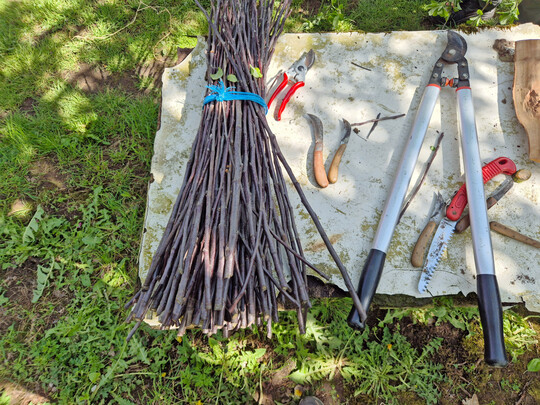 Vorbereitung f�r die Veredlung eines Apfelbaums