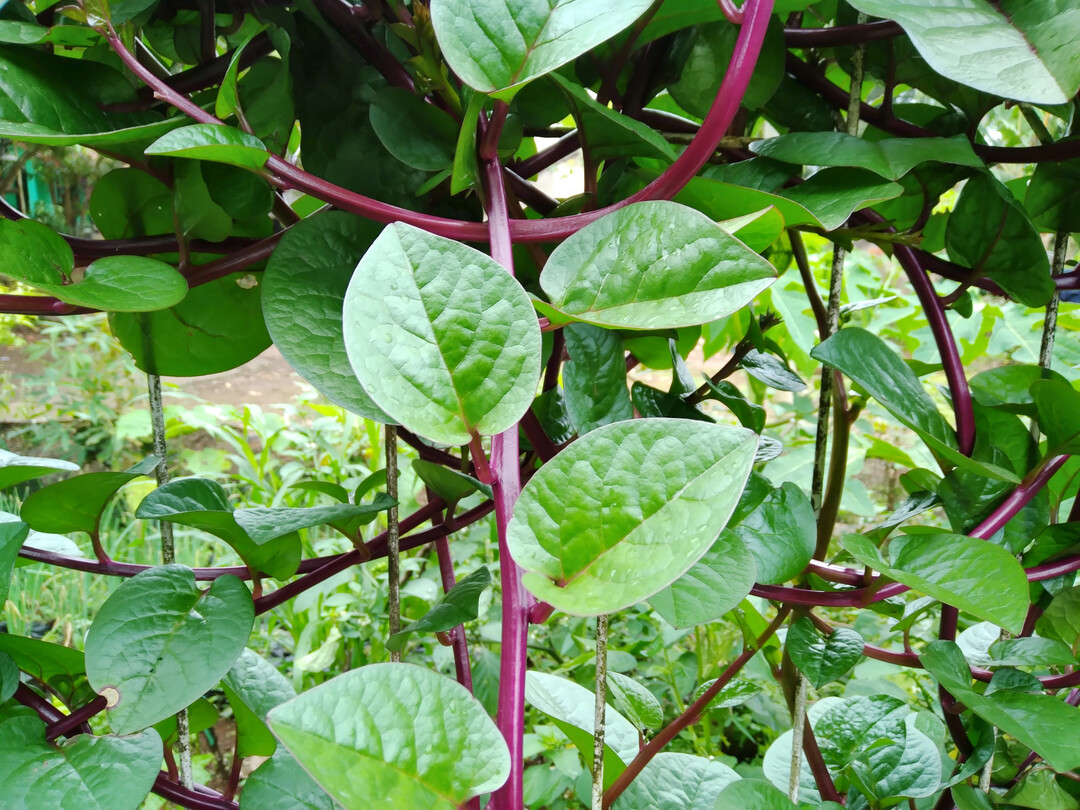 R�tliche Formen des Malabarspinats enthalten Betacyanine � nat�rliche Pflanzenfarbstoffe mit antioxidativen Eigenschaften. 