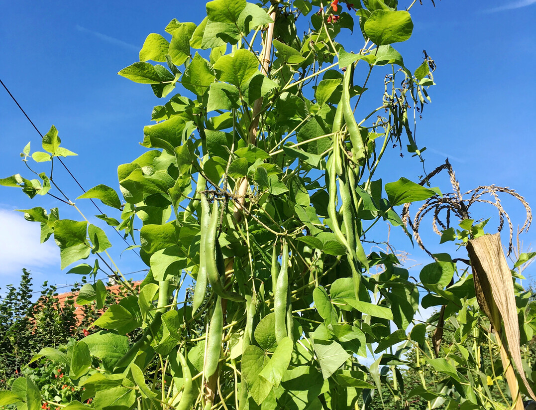 �Schwabenbohne� in der Abbl�te