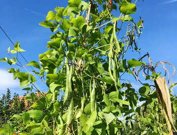 �Schwabenbohne� in der Abbl�te