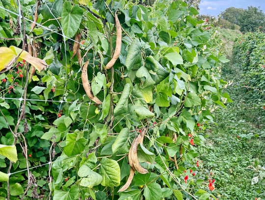 Fr�her wurden in Deutschland deutlich mehr H�lsenfr�chte verzehrt und angebaut als heute.