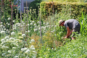 Die Saatguternte ist ein wichtiger Teil der Erhaltungsarbeit.