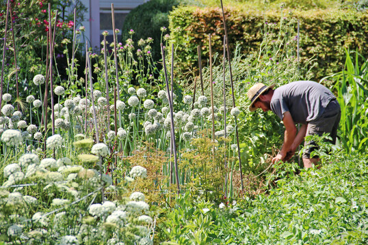 Die Saatguternte ist ein wichtiger Teil der Erhaltungsarbeit.