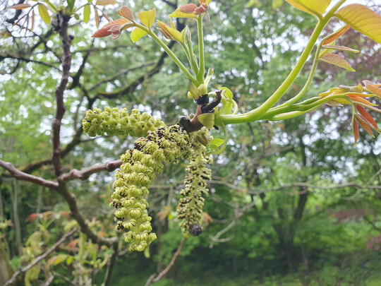 Je sp�ter die Walnuss austreibt, desto geringer die Sp�tfrostgefahr