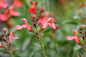 Die Salbeifamilie bietet eine gro�e F�lle an D�ften, Aromen und Farben.